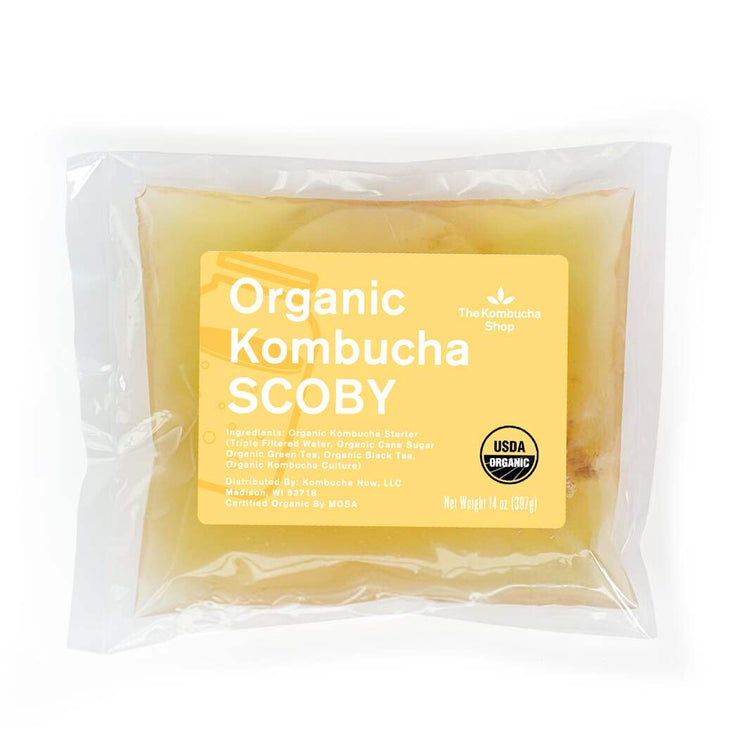 Kombucha SCOBY & Starter